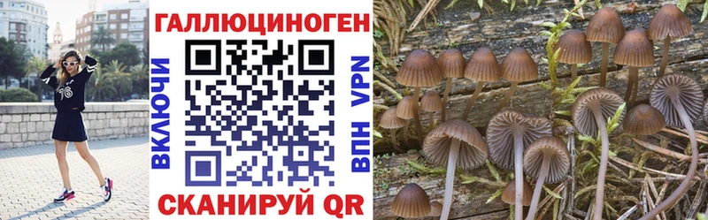 Купить где  Волосово  Псилоцибиновые грибы Psilocybine cubensis 